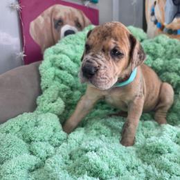 Ouiser - Merle female Great Dane puppy in Granby, Missouri from HCR Great Danes