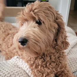 River - Australian Labradoodle