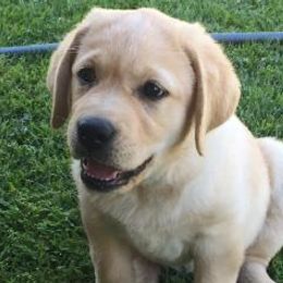 Labrador Retriever Puppies from Cedar Ranch Labrador Retrievers