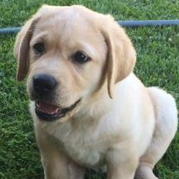 Labrador Retriever Puppies from Cedar Ranch Labrador Retrievers