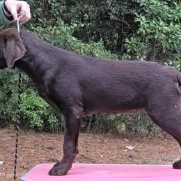 Girl 1 - Black female Labrador Retriever puppy in Andrews, South Carolina from Leyland Cypress Retrievers