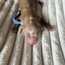 AKC Blue Collar Boy - Red  male Poodle puppy in Powder Springs, Georgia from West Cobb Dogs