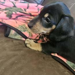 Boy 1 - Black and cream male Dachshund puppy in Woodland, Washington from SJs Dachshunds