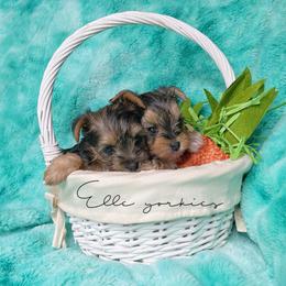 Yorkshire Terriers from Elle Yorkies
