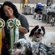 English Setters from Urban Uplander English Setters