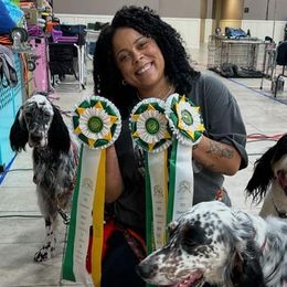 English Setters from Urban Uplander English Setters