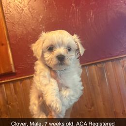 Clover - White and tan male Maltese puppy in Prague, Oklahoma from Playful Paws Maltese and Maltipoos