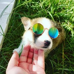 Pembroke Welsh Corgi Puppies from Milton Corgis