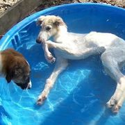 Borzoi Puppies from Borzoi on Konza Prairie