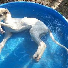 Borzoi Puppies from Borzoi on Konza Prairie