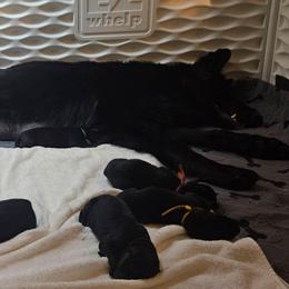 Orange collar - Black male German Shepherd puppy in Central Florida, Florida from Kaleidoscope German Shepherds
