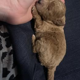 Bonnie - Red  female Goldendoodle puppy in Graham, North Carolina from Geise Meadow Doodles