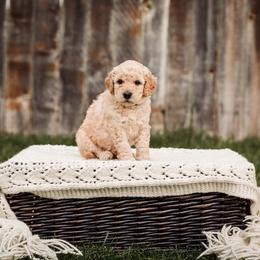 Goldendoodle Puppies from 307 Doodles