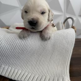 Red collar - Light golden male Golden Retriever puppy in Radcliff, Kentucky from It’s A Golden Life