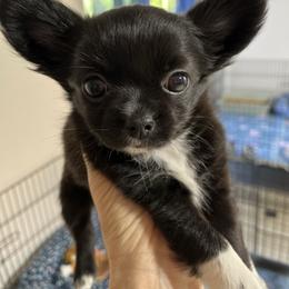 Eden 5800 - Black female Chihuahua puppy in El Sobrante, California from Dolce Coco Chihuahuas
