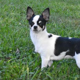 Esme - Chihuahua
