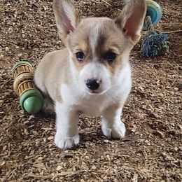 Harry - Red male Pembroke Welsh Corgi puppy in Ethridge, Tennessee from Liberty Hill Farm