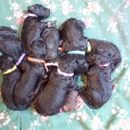 Poodle Puppies from Kindews "Lela" of Shiloh Gardens