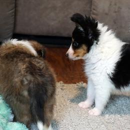 Pomsky, Rottweiler, Shetland Sheepdog, and Toy Shetland Sheepdog Puppies from Mountain High Kennels