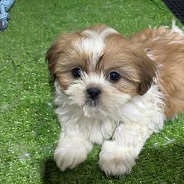 Mary - Tricolor female Shih Tzu puppy in Bourne, Massachusetts from Shih Tzu Pups