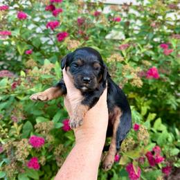 Symphony - Black and tan female Cavapoo puppy in Midland, Michigan from Northern Charm Farm