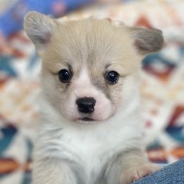 Jack - Sable male Pembroke Welsh Corgi puppy in Woodland, Washington from MB Acres Corgis