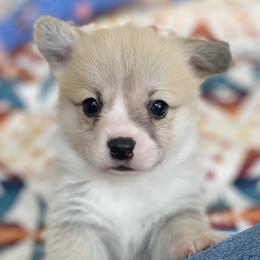 Jack - Sable male Pembroke Welsh Corgi puppy in Woodland, Washington from MB Acres Corgis