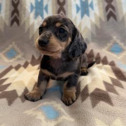 Solana - Dapple female Dachshund puppy in Fredonia, Arizona from Kaibab Dachshunds