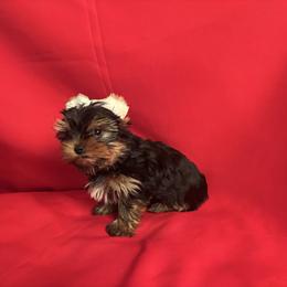 NS girl - Blue and gold female Yorkshire Terrier puppy in Alburnett, Iowa from Hobbs Shire Yorkies