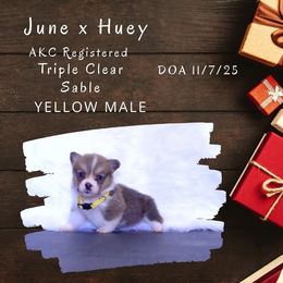 Yellow male - Sable male Pembroke Welsh Corgi puppy in Campbellsburg, Indiana from Kates Corgis