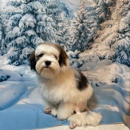 Leviathan - White male Lowchen puppy in Grand Rapids, Michigan from Lionkru Lowchen and Standard Poodles