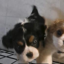 Crispy - Tri-color male Cavalier King Charles Spaniel puppy in Longview, Texas from Casanova Cavalier King Charles Spaniels