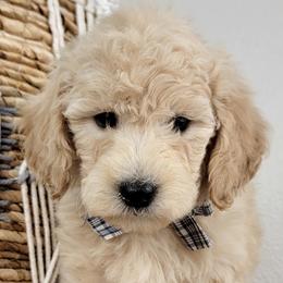 Goldendoodle puppies from Oodles O'Doodles