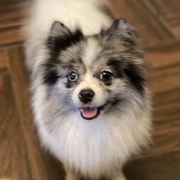 Luna - Pomeranian