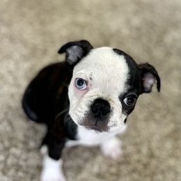 Boston Terrier Puppies from Bonze Boston Terriers