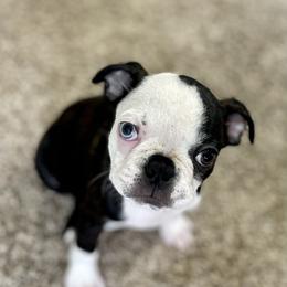 Boston Terrier Puppies from Bonze Boston Terriers