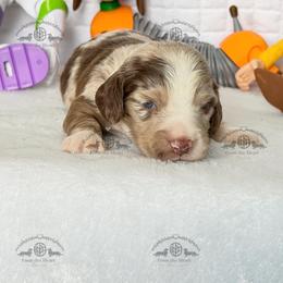 Mr. Orange-4800 - Dapple male Dachshund puppy in Ocala/Gainesville, Florida from From the Heart Doxies