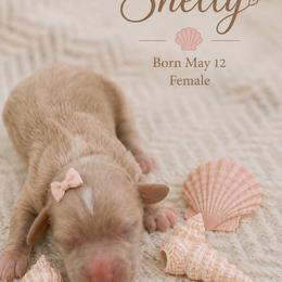 Shelly - Parti female Goldendoodle puppy in Port Saint Lucie, Florida from Coastal Crown Doodles