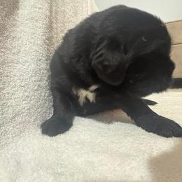 German Shepherd and Newfoundland Puppies from Tampa Bay Farm