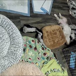 Australian Shepherd Puppies from Double BarH