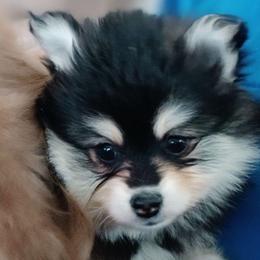 David - Black and white male Pomsky puppy in Zearing, Iowa from Short Creek Pomskies of Iowa