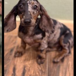 Marlene - Dachshund