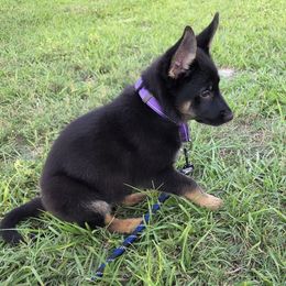 Girl 2 - Black and tan female German Shepherd puppy in Altoona, Florida from Blue Line Shepherds