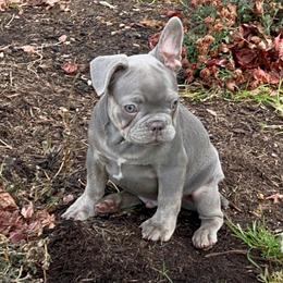 French Bulldog Puppies from Antietam Creek French Bulldogs