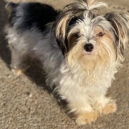 Dachshunds and Yorkshire Terriers from Bear Creek Dachshunds