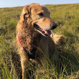 Golden Retrievers from Tammi Sinosky's Golden Retrievers