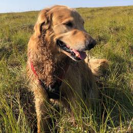 Golden Retrievers from Tammi Sinosky's Golden Retrievers