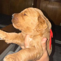 Red Collar - Red  female Goldendoodle puppy in Winchester, Tennessee from Mahaffey’s Doodles