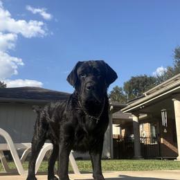 Labrador Retrievers from Eastland Labradors