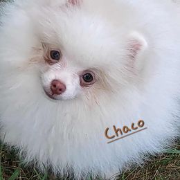 Chaco - Cream parti male Pomeranian puppy in Paw Paw, Michigan from Fairy Tale Poms & English Toy Spaniels